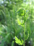 SX06309 Royal Fern (Osmunda regalis).jpg